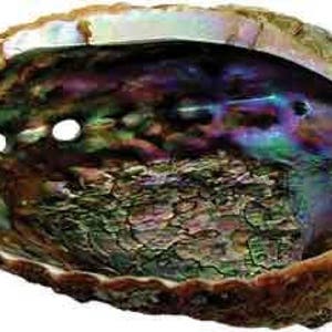 Premium Extra Large Abalone Shell 5-6&quot; Smudging, burning sage incense resin, energy clearing, cleansing, housewarming gift * FREE SHIPPING *