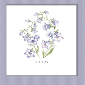 PK055 Biglietto di auguri con giacinti primaverili. Meraviglioso biglietto per dare il benvenuto all'arrivo della primavera. Ottimo biglietto per inviare un messaggio. Design di Paula