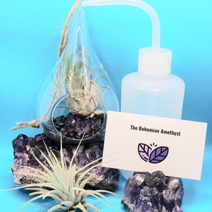 May include: A glass globe terrarium with a small air plant inside, sitting on a large amethyst crystal cluster. A clear plastic watering bottle with a long spout is in the background. A white card with the text "The Bohemian Amethyst" and a purple leaf design is in the foreground.