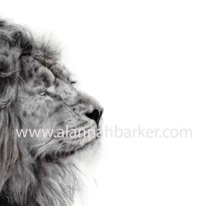 May include: A black and white drawing of a lion's head with a thick mane, looking to the right. The lion's eyes are closed and its mouth is slightly open. The drawing is on a white background. The website address www.alannahbarker.com is visible in the lower right corner of the image.
