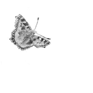 May include: A black and white pencil drawing of a butterfly with its wings spread out.
