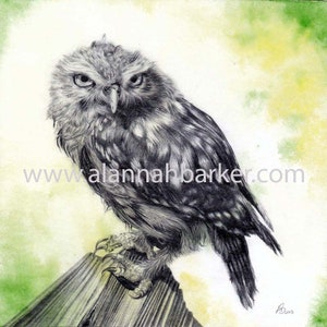 May include: A black and white pencil drawing of an owl perched on a branch. The owl has a serious expression and its feathers are detailed. The background is a soft green watercolor wash.