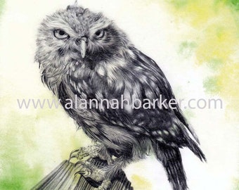 Kaart aquarel uil – Steenuil-potloodtekening, kraftenvelop
