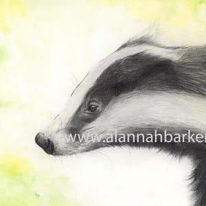 May include: A black and white pencil drawing of a badger's head and shoulders against a yellow and green watercolor background. The badger is looking to the left of the image. The artist's website is printed on the image.