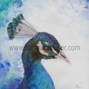 May include: A detailed watercolor painting of a peacock's head and neck, showcasing vibrant blue, green, and white hues. The artwork features a detailed rendering of the peacock's crest and feathers, set against a soft, watercolor background. The website address www.alannamaster.com is visible.