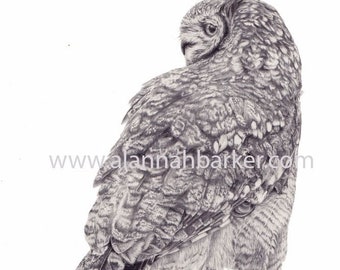 Puede incluir: Dibujo a lápiz detallado de un búho, representado en tonos grises y blancos. El búho está girado, mirando por encima del hombro. La obra de arte incluye el texto "www.alannahbarker.com" y la firma del artista.