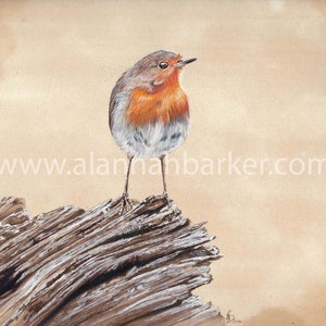 May include: A robin perched on a weathered piece of driftwood. The bird has a bright orange breast and a gray head. The background is a light brown.