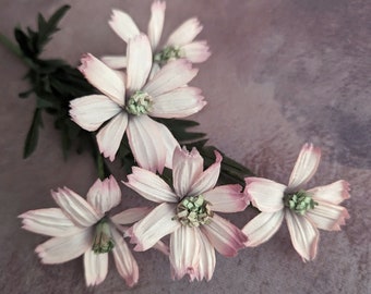 Vintage Mauve Pink Daisies Millinery Flowers Coreopsis Spray of 5 NOS Floral Arrangements Hats Bouquets Hair Corsage Crafts