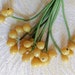 see more listings in the Fruit Stamens Berries section