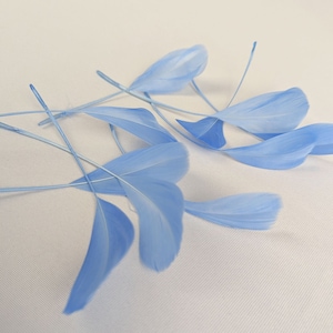 May include: A group of light blue feathers with white tips. The feathers are arranged in a fan shape and are spread out on a white surface.