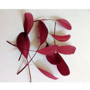10 Wine Burgundy Stripped Coque Feathers Small Dyed and Trimmed Dark Red Millinery for Hats Fascinators Crafts Masks Costumes