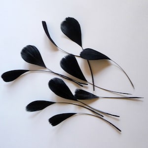 May include: A collection of black feathers with long, thin stems. The feathers are arranged in a fan shape on a white background.