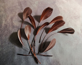 10 Brown Stripped Coque Feathers Small Dyed and Trimmed Millinery for Hats Fascinators Crafts Masks Costumes