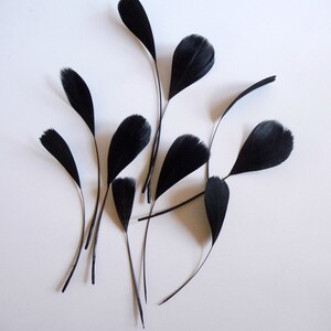 May include: A group of black feathers arranged on a white background. The feathers are all different sizes and shapes, and they are all pointing in different directions.
