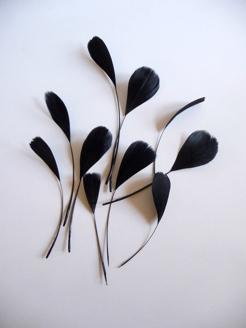 May include: A group of black feathers arranged on a white background. The feathers are all different sizes and shapes, and they are all pointing in different directions.