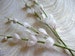 Two Stems Vintage Snowdrop Flowers 6 Millinery Green Sprigs NOS  Tiny for Bridal Bouquets Weddings Head Bands Corsages 4FV0196G 