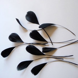 May include: A collection of black feathers with a variety of sizes and shapes. The feathers are arranged in a fan-like pattern on a white background.