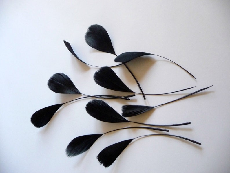 May include: A collection of black feathers with a variety of sizes and shapes. The feathers are arranged in a fan-like pattern on a white background.