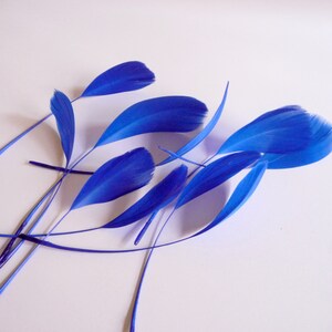 Royal Blue Stripped Coque Feathers Small Cobalt Dyed and Trimmed Millinery for Hats Fascinators Crafts Masks Costumes image 5