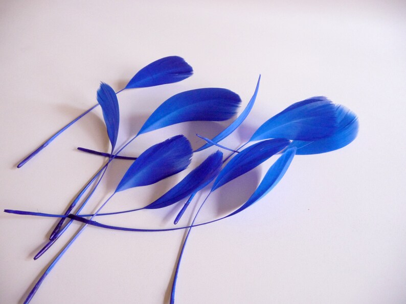 Royal Blue Stripped Coque Feathers Small Cobalt Dyed and Trimmed Millinery for Hats Fascinators Crafts Masks Costumes image 5