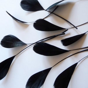 May include: A collection of black feathers with long, thin stems. The feathers are arranged in a random pattern on a white background.