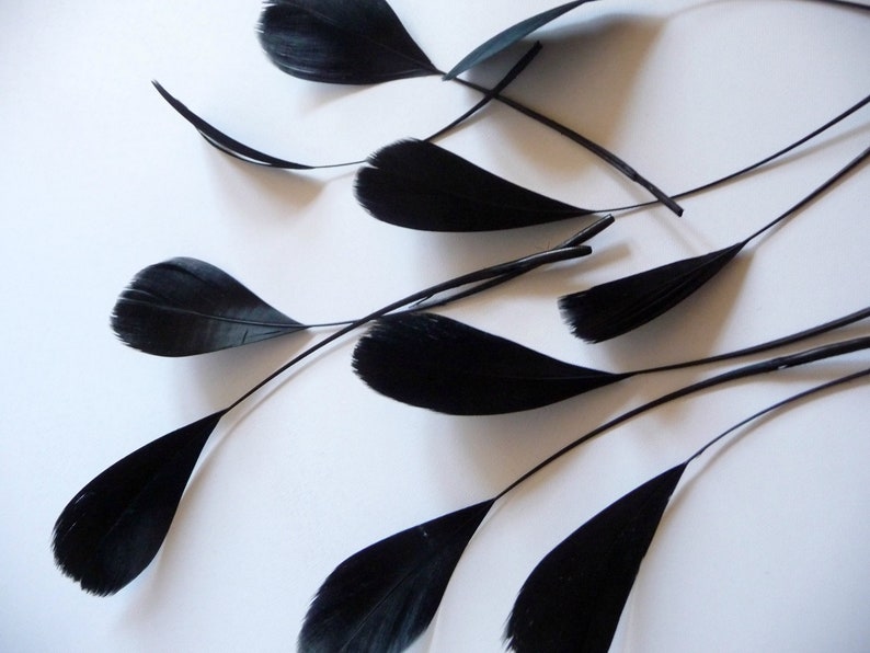 May include: A collection of black feathers with long, thin stems. The feathers are arranged in a random pattern on a white background.