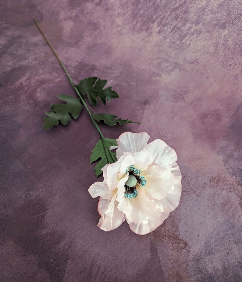 K&ouml;nnte beinhalten: Eine einzelne wei&szlig;e Mohnblume mit einem t&uuml;rkisfarbenen Zentrum auf einem violetten Hintergrund.