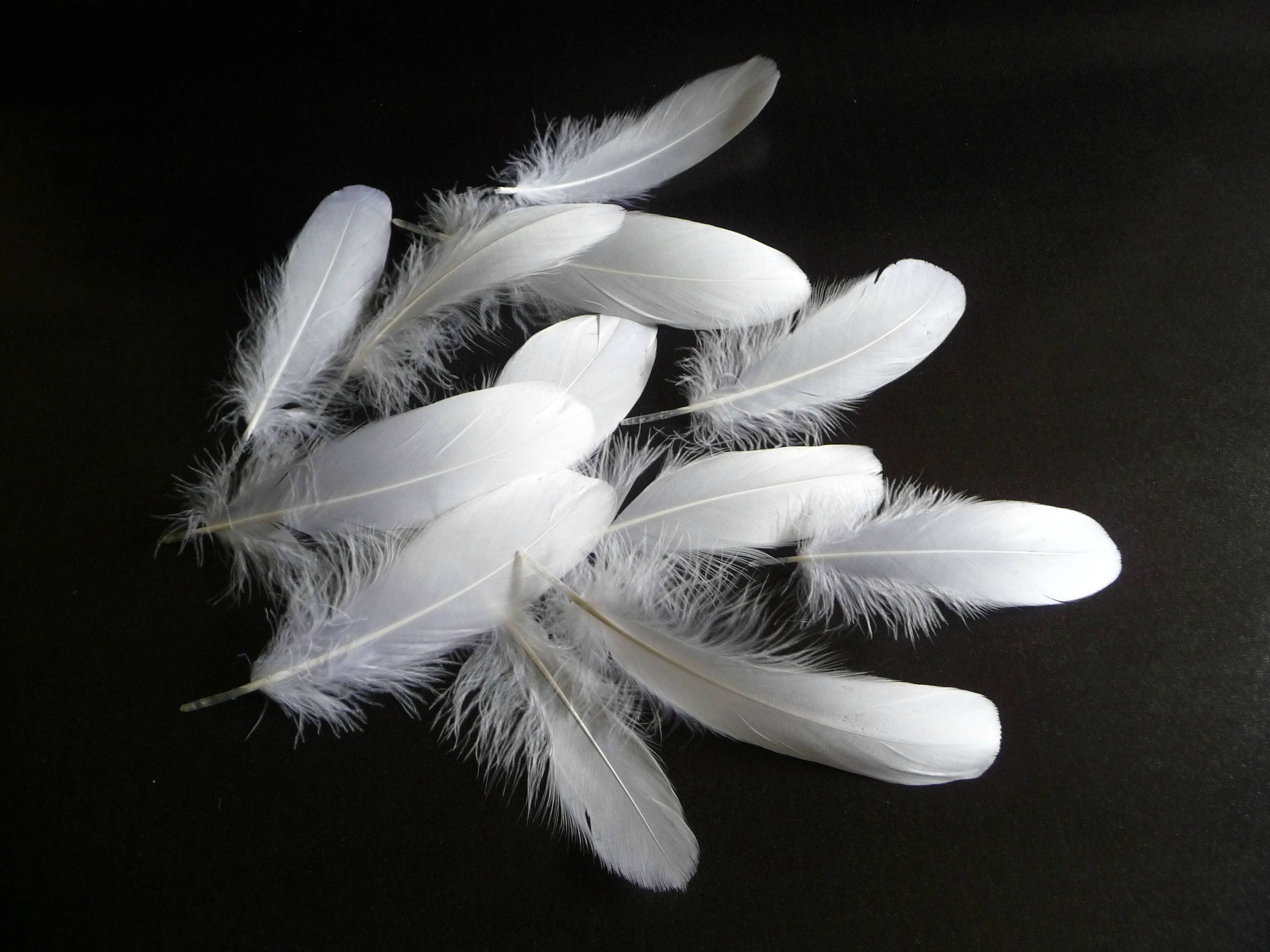An Elegant, Single Peacock Feather Displayed Against a Pure White