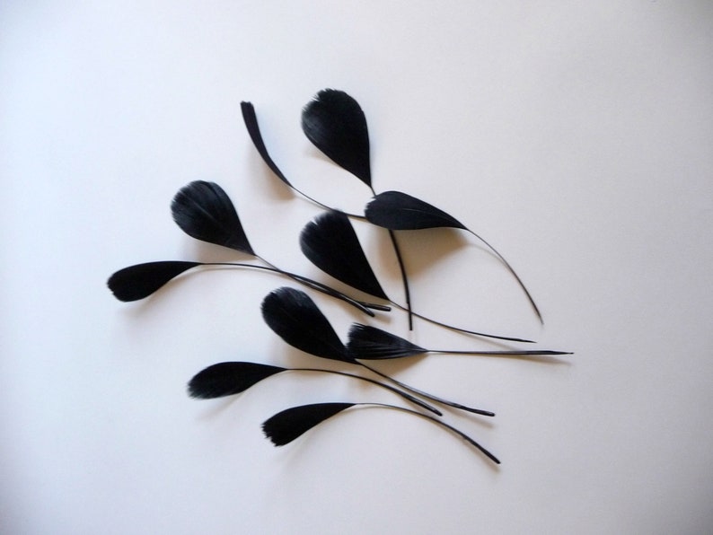 May include: A collection of black feathers with long, thin stems. The feathers are arranged in a fan shape on a white background.