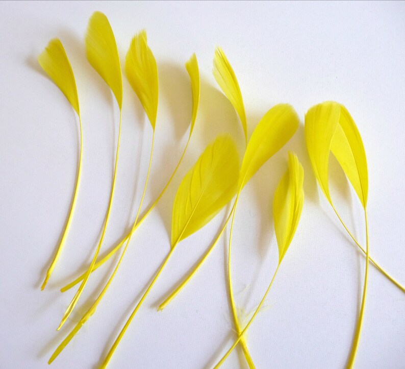 May include: A collection of bright yellow feathers arranged on a white background. The feathers are long and slender, with a delicate texture.