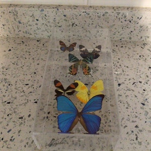 Rero 1970’s Sam Trophia Signed 6 Butterfly Display Acrylic Wall Hanging 3D Shadowbox Colorful Display