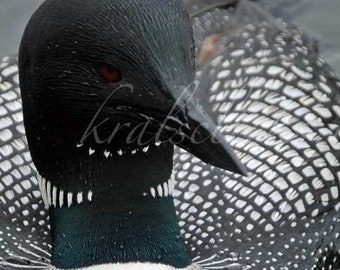 Loon with Baby Loon Photography Close up Detailed Image Large MN State Bird Common Loon Fine Art Photography Home or Office Wall Decor