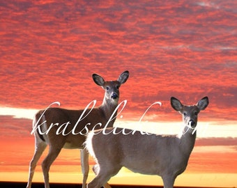 Sunrise Photograph Nature Deer Print Orange Pink Blue Digital photograph Fine Art Photography wall art home office lake home wall decor