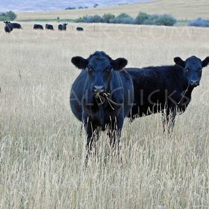 Cow Photograph, Fine Art Photography, Home Office Wall Decor, Wall Art, Art, Black Angus, Cattle, Beef, Range, Open Range, Mountains, Cows