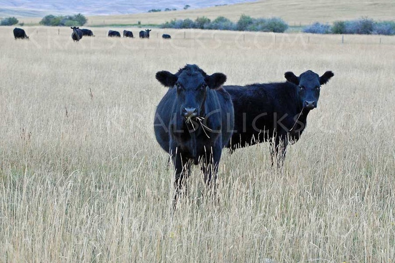 Cow Photograph, Fine Art Photography, Home Office Wall Decor, Wall Art, Art, Black Angus, Cattle, Beef, Range, Open Range, Mountains, Cows image 1