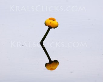 Nature Photograph, Yellow Water Lily, Minimalist, Fine Art Photography, Reflections, Water, Lake Scene, Lake, UpNorth, Home Office Decor