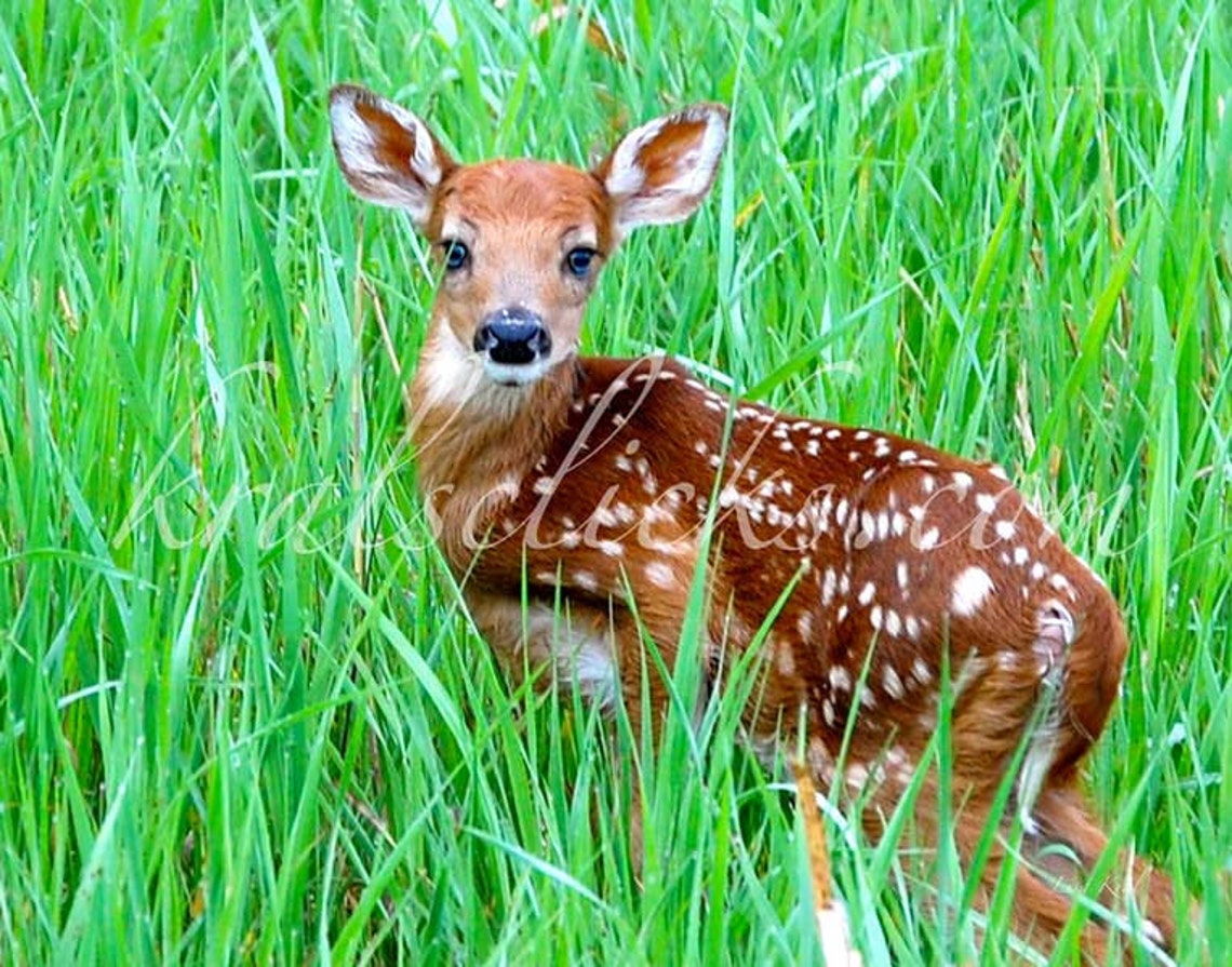 Wildlife Photography, Fawn Photograph, Deer in Nature, Fine Art
