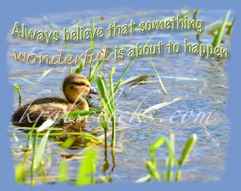 Baby Duck Photography, Nature Photograph, Digital Art, Fine Art Photography, Animal wildlife, birds, lake, words to live by, duckling photo