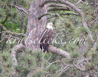 Bald Eagle in Red Pine Tree 11" x 14" Print Home or Office Wall Decor Lustre Photograph