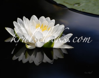 White Lotus Photograph, Flower Photograph, Fine Art Photography, Water Lily Reflection Print, white black yellow and deep blue hues, photo