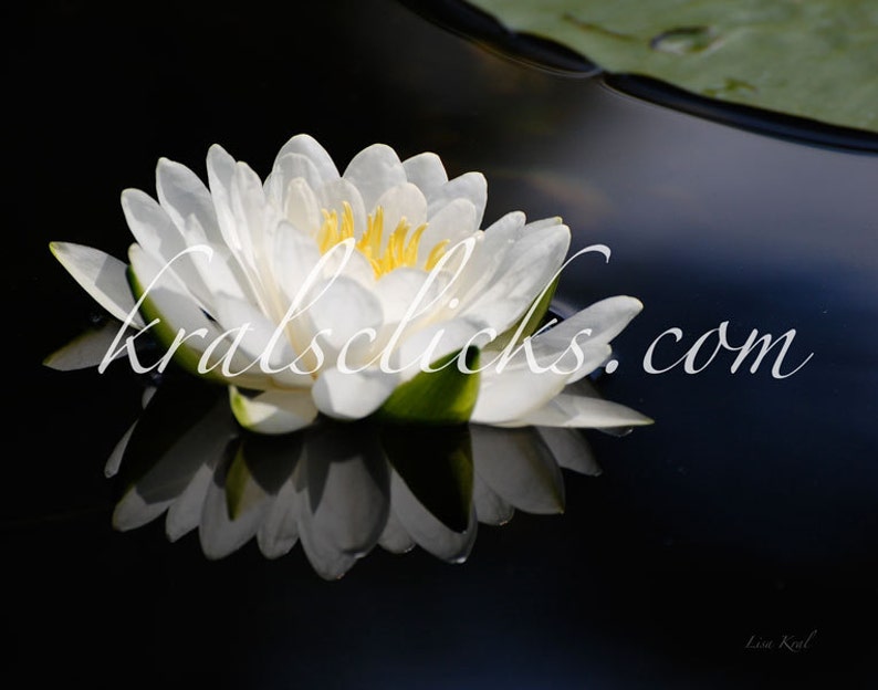 White Lotus Photograph, Flower Photograph, Fine Art Photography, Water Lily Reflection Print, white black yellow and deep blue hues, photo image 1