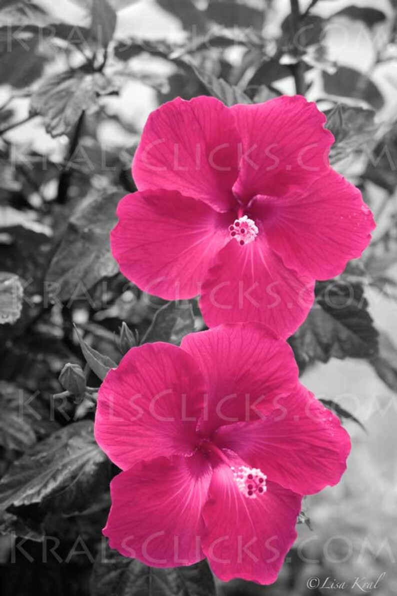 Pink Hibiscus Photograph Valentine Love Sweetheart Flower Photography Fine Digital Art Black White Home or Office Wall Decor Great Gift Idea image 1