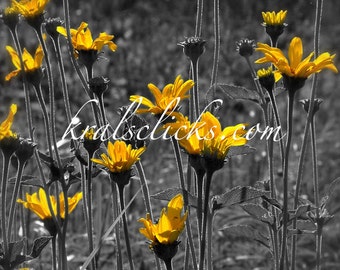 Wild Yellow Prairie Flowers Print  Black White and Gray Metallic pops of golden yellow Home or office wall decor