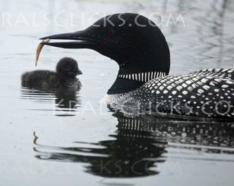 Loon Photography, Wildlife Photograph, MN State Bird, Common Loon Fine Art Photography Home or Office Wall Decor Great Gift Idea for Him
