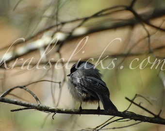 Black Capped Chickadee Photograph, Nature, Fine Art Photography, black, green, brown hues, fluffed little bird picture, Home Office Decor