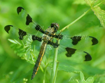 May include: A dragonfly with transparent wings marked with black spots and tips, perched on a green plant stem. The insect has a brown and yellow body, with a detailed head and large eyes. The background is a soft, blurred green.