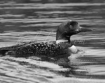 Black and White Photograph, Wildlife Photograph, Loon Nature Print, Animal, Birds, Home or Office Wall Decor digital fine art photography