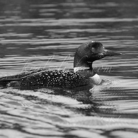 Black and White Photograph, Wildlife Photograph, Loon Nature Print, Animal, Birds, Home or Office Wall Decor digital fine art photography