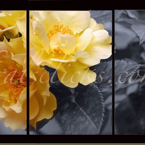 3 Piece Photograph Set, Black White Yellow Roses, Home Office Wall Decor Gift Idea for Her Original Wall Art, Fine Art Photography, Romantic image 1