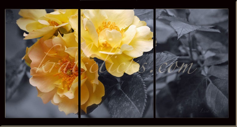 3 Piece Photograph Set, Black White Yellow Roses, Home Office Wall Decor Gift Idea for Her Original Wall Art, Fine Art Photography, Romantic image 1